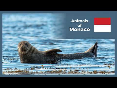 The Animals of Monaco – The Second Smallest Country in the World